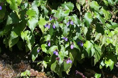 Rhynchoglossum notonianum